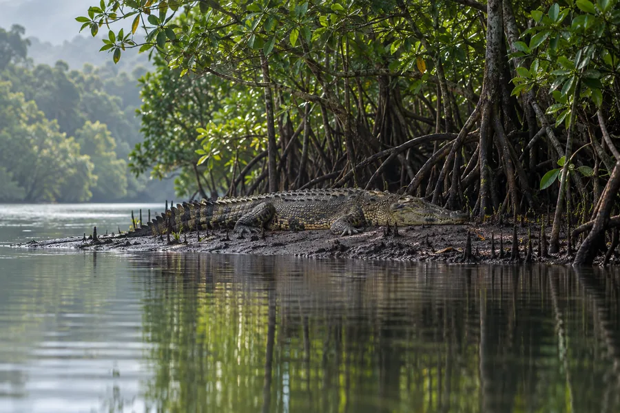 Saltwater crocodile resting beside Daintree River mangroves