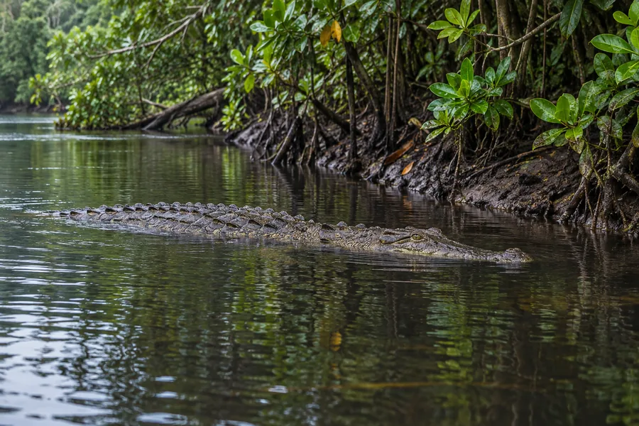 Saltwater crocodile partly submerged near a Daintree River mangrove bank